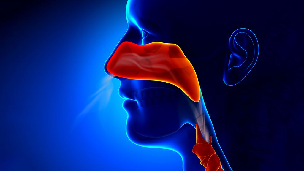 Kulak Burun Boğaz - Ans Telleri